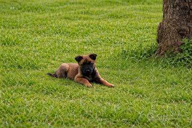 Cuccioli Pastore Belga Malinois