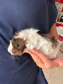 Cuccioli di cavie