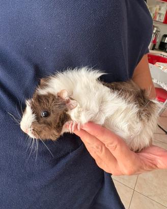 Cuccioli di cavie
