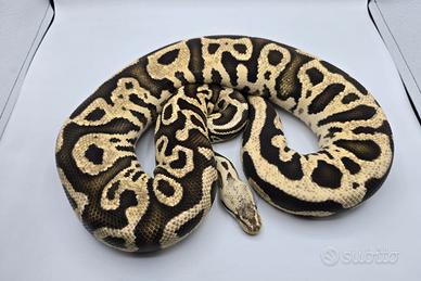 Fire Pastel Leopard 100% Het. Clown - Pitone Reale