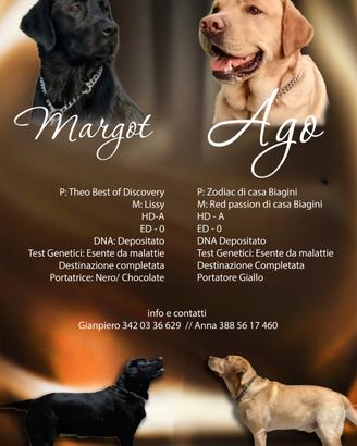 Disponibili cuccioli Labrador Retriever
