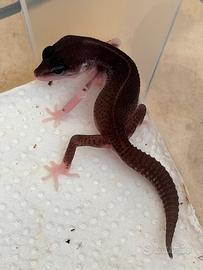 Geco Leopardino Super Mack Snow (Gothic line)