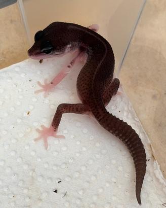 Geco Leopardino Super Mack Snow (Gothic line)