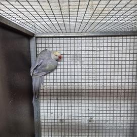 Coppia parrocchetti dal collare