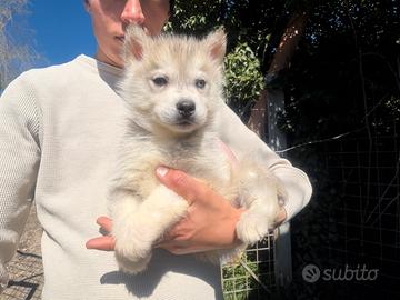 Siberian Husky con pedigree enci