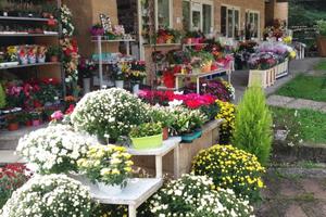 Attività commerciale/ Negozio di fiori