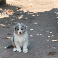 Cucciola pastore australiano