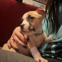 Amstaff con pedigree