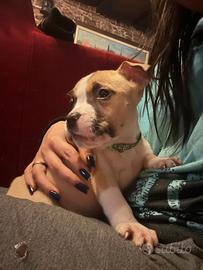 Amstaff con pedigree