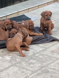 Rhodesian Ridgeback