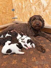 Cucciole e Cuccioli di Lagotto Romagnolo