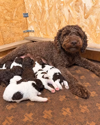 Cucciole e Cuccioli di Lagotto Romagnolo