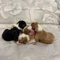 Cuccioli Cavalier King