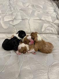 Cuccioli Cavalier King
