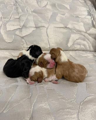 Cuccioli Cavalier King