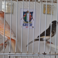 Coppia pronta per la riproduzione