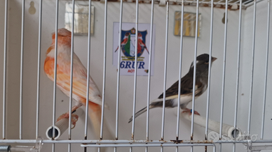 Coppia pronta per la riproduzione