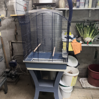 Canarini spagnoli e altro