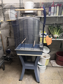 Canarini spagnoli e altro