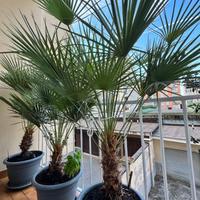 Palma nana altezza 120/130 cm da interno/esterno