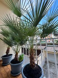Palma nana altezza 120/130 cm da interno/esterno