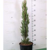 Piante di Cipresso Toscano Altezza 100 cm