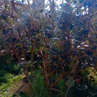 Fecoja pianta da fiori rossi e frutti