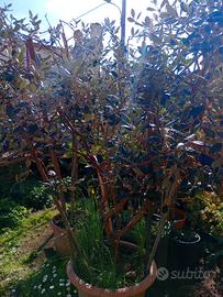 Fecoja pianta da fiori rossi e frutti