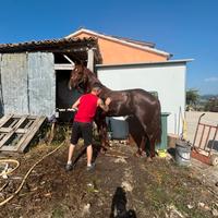 Cavallo