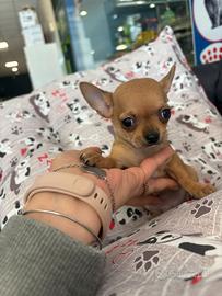 Chihuahua toy