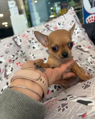Chihuahua toy