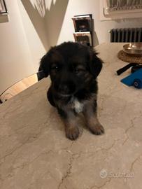 cucciolo pastore tedesco