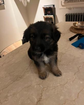 cucciolo pastore tedesco