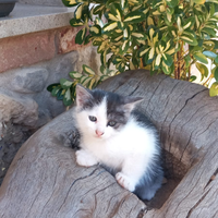 Regalasi 2 gatte FEMMINE