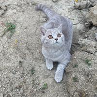 Scottish Fold / British Shorthair
