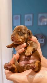 Ultimo cucciolo bassotto maschio cioccolato tan