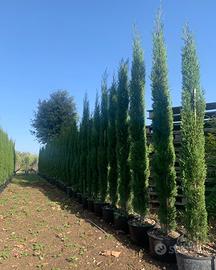 Pianta cipresso toscano innestato altezza 2 metri