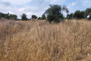Terreno uliveto vicino al mare