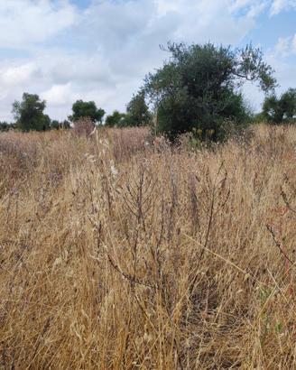Terreno uliveto vicino al mare