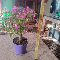 BONSAI BOUGAINVILLEA 34x15x10