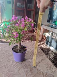 BONSAI BOUGAINVILLEA 34x15x10