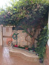 Bilocale Torvaianica Celori