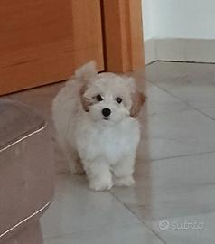 Cucciolo di maltipoo