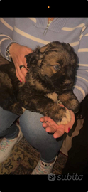 Cuccioli pastore Caucaso