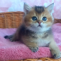 British gattini Pedigree