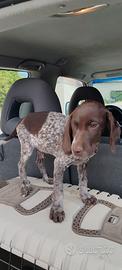 Cuccioli Bracco springer 65 giorni