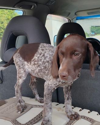 Cuccioli Bracco springer 65 giorni