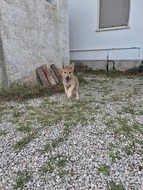 Cane lupo cecoslovacco