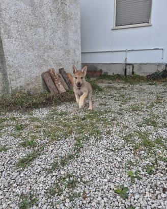 Cane lupo cecoslovacco