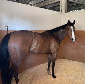 Cavallo femmina psi 3 anni a Brescia